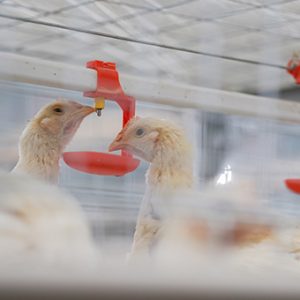 Precision Poultry Drinking System | Hygienic Nipple Watering System for Broilers & Breeders
