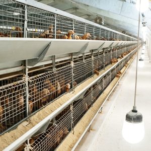 Manual Harvest Cage System – Efficient, Spacious, And Reliable