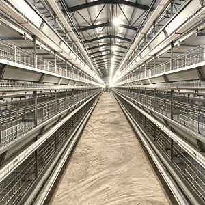 Auto H Cage System – Boost Productivity With Smart Automation