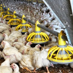 Poultry Farming Equipment – Tray Feeding System for Broiler Floor Feeding