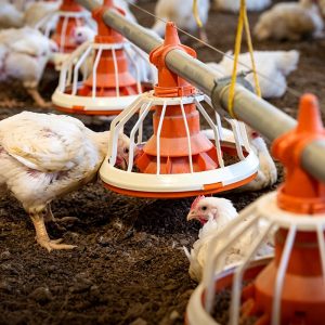 Poultry Equipment   Pan Feeding System   Broiler Floor Feeding System