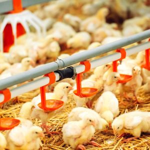 Poultry Farming Equipment – Automatic Drinking System for Chicken Coops