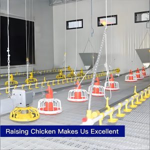 No Leakage Chicken Water Drinker with Automatic Broiler Floor Equipment