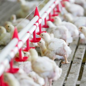 Fully automatic ground chicken farming system, drinking water line, broiler equipment