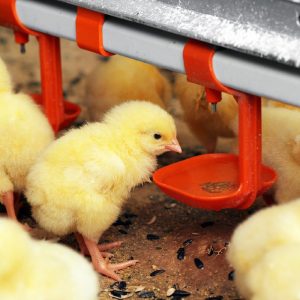 Ground-type drinking system, automatic chicken feeding system, broiler chicken rearing equipment