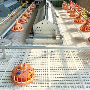 Customizable fully automatic broiler ground feeding system, drinking water feeding system, poultry breeding