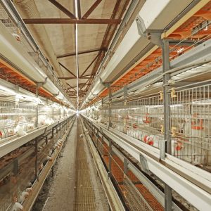 Broiler Cage System | Multi‑Layer Poultry Farming Cages with Automatic Feeding & Manure Removal
