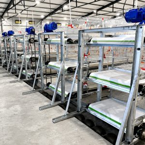 Manure Belt for Broiler & Layer Cages – Automatic Manure Removal System
