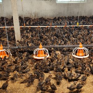 Automatic Broiler Chicken Feeding Pan System | Durable Poultry Feed Pan for Efficient Floor Feeding