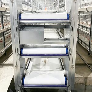 Broiler Cage Manure Removal System – Automatic Manure Belt for Broiler Chickens