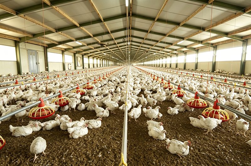 Modern Poultry Farming Equipment: 2026 Global Trends & Market Growth