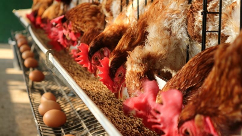Manual Feeding vs Precision Feeding Systems in Poultry Farming: Efficiency, Cost, and Feed Conversion Comparison