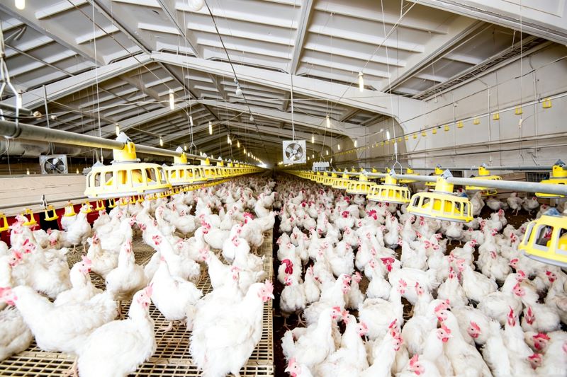 How to Improve Broiler Feed Conversion Ratio: The Synergy of Precision Feeding and Smart Environmental Control