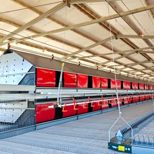 Automatic Nest Box – Hot-Dip Galvanized for Broiler Breeders, Reduces Floor Eggs
