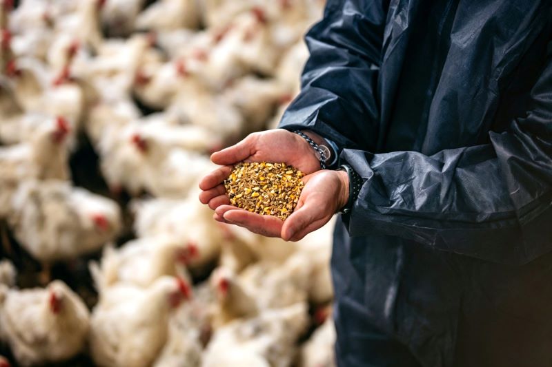 Input-Output Model of Automated Feeding Systems for Reducing Feed Cost