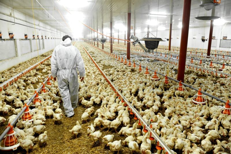 Why Automated Floor Rearing Systems Are Transforming Broiler Farming