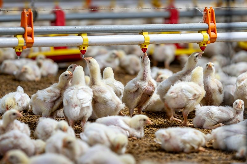 Deconstructing the Payback Period of Automated Feeding Systems: A Quantitative Analysis of Feed Savings Contribution