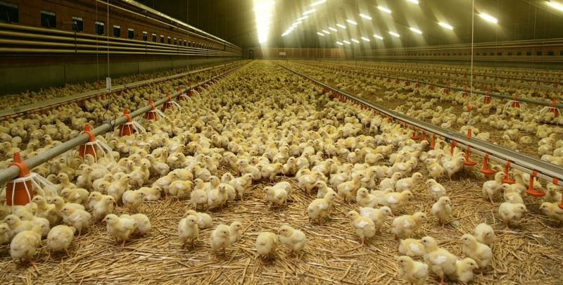 Global Poultry Industry Labor Shortage: Impact on Costs and Farm Operations Across Major Regions