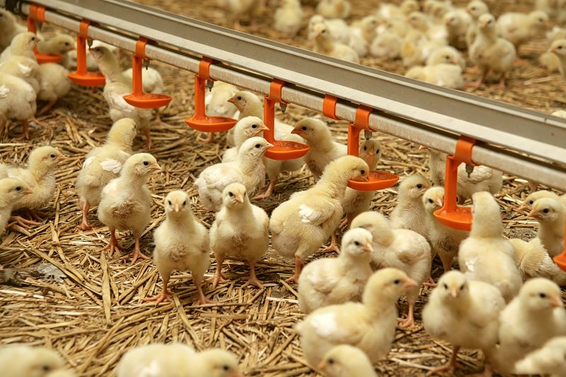 Broiler Drinking Water Management in Summer: Density, Temperature, and Electrolytes for Heat Stress Relief