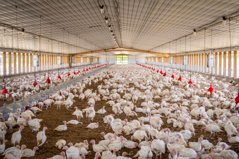 Comparative Cost Efficiency Model of Poultry Farm Labor Savings: Europe vs Middle East Market Analysis