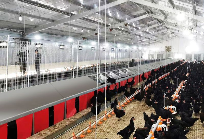 Reducing Floor Egg Rate in Poultry Farming: Nest Box Selection and Management Strategy for Performance Optimization