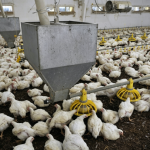 How Automatic Feeding Systems Reduce Labor Dependency in Poultry Farms: From Feed Handling to Smart Farm Management