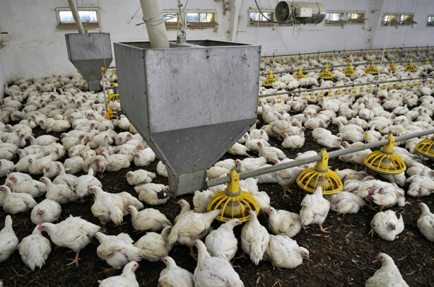 How Automatic Feeding Systems Reduce Labor Dependency in Poultry Farms: From Feed Handling to Smart Farm Management