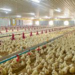 Heat Stress Management in Tropical and Subtropical Poultry Farms: Cooling Strategies, Feeding Adjustment, and Stocking Density Optimization