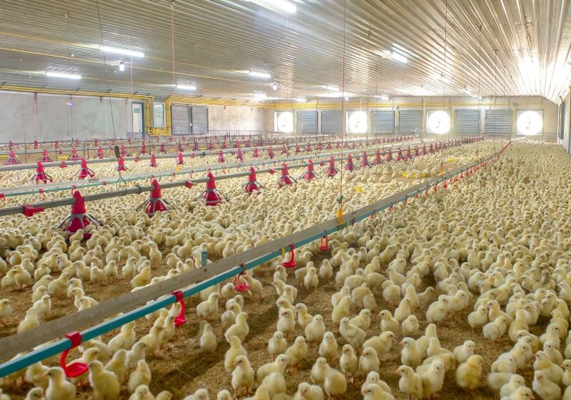 Heat Stress Management in Tropical and Subtropical Poultry Farms: Cooling Strategies, Feeding Adjustment, and Stocking Density Optimization