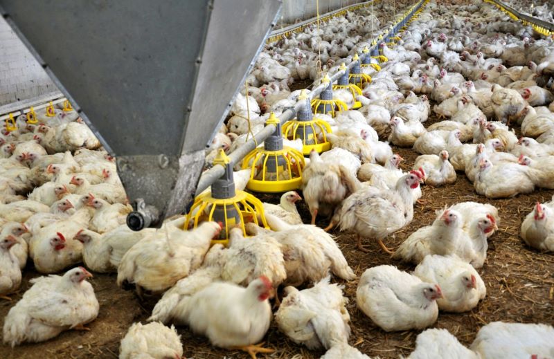 Quantifying Feed Waste in Manual Poultry Feeding: Spillage, Mold Contamination, and Feed Refusal Analysis