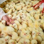 ROI Analysis of Precision Feeding Systems in Poultry Farming: How Smart Feeding Improves Feed Efficiency and Operational Performance