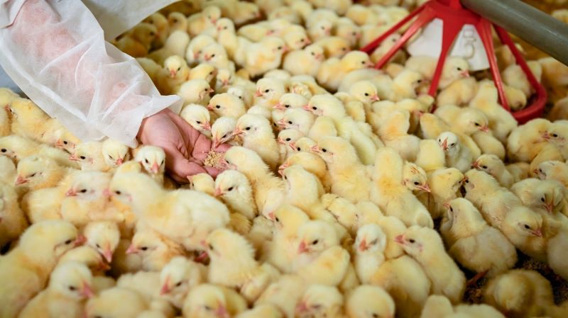 ROI Analysis of Precision Feeding Systems in Poultry Farming: How Smart Feeding Improves Feed Efficiency and Operational Performance