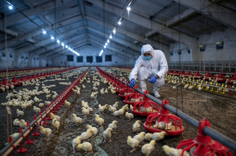 5 Common Mistakes to Avoid When Purchasing Complete Poultry Automation Equipment: A Practical Buying Guide