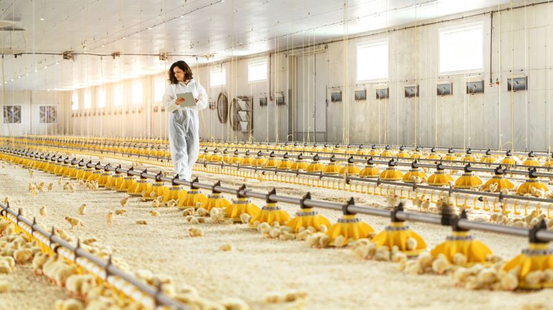 From Labor Shortage to Smart Farming: How Automated Feeding Systems Enable Long-Term Efficiency and Strategic Transformation in Poultry Production