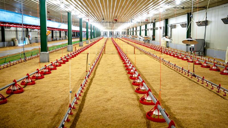 Poultry House Orientation and Heat Stress Reduction: East–West vs North–South Layout Impact on Solar Heat Gain