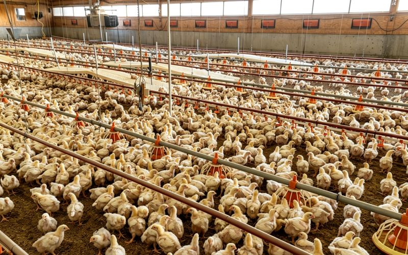 Seasonal Stocking Density Management in Poultry Farming: Dynamic Matching of Bird Density and Heat Load Under Different Temperature Conditions