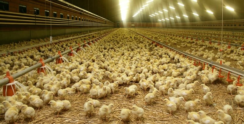 Predictive Climate Control in Poultry Farming: Using Weather Forecast Data to Reduce Heat Stress Risks