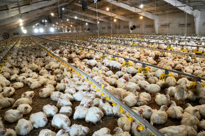 Global Cage-Free Poultry Equipment Market Outlook 2026–2030: Growth Opportunities in the Middle East and Southeast Asia