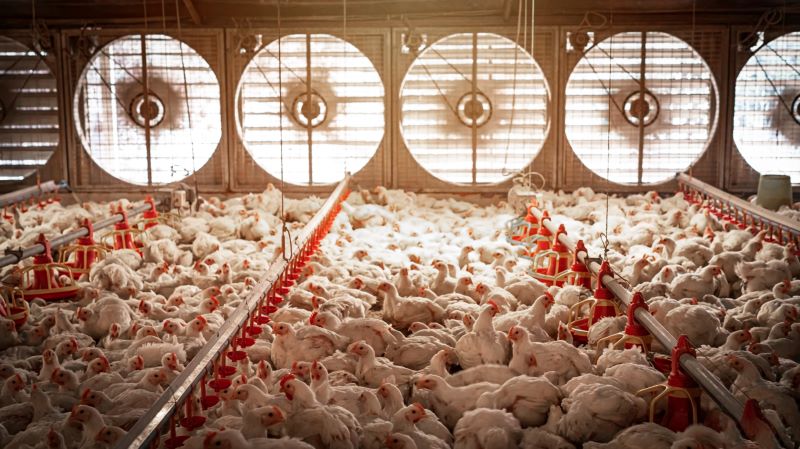 El Niño Impact on Broiler House Climate Control: Adaptive Ventilation and Cooling Strategies for Temperature and Humidity Management