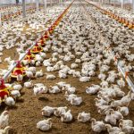 Feed Loss and Quality Degradation in Poultry Farming: A Comparative Analysis of Manual Feeding vs Automated Feeding Systems