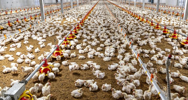 Feed Loss and Quality Degradation in Poultry Farming: A Comparative Analysis of Manual Feeding vs Automated Feeding Systems