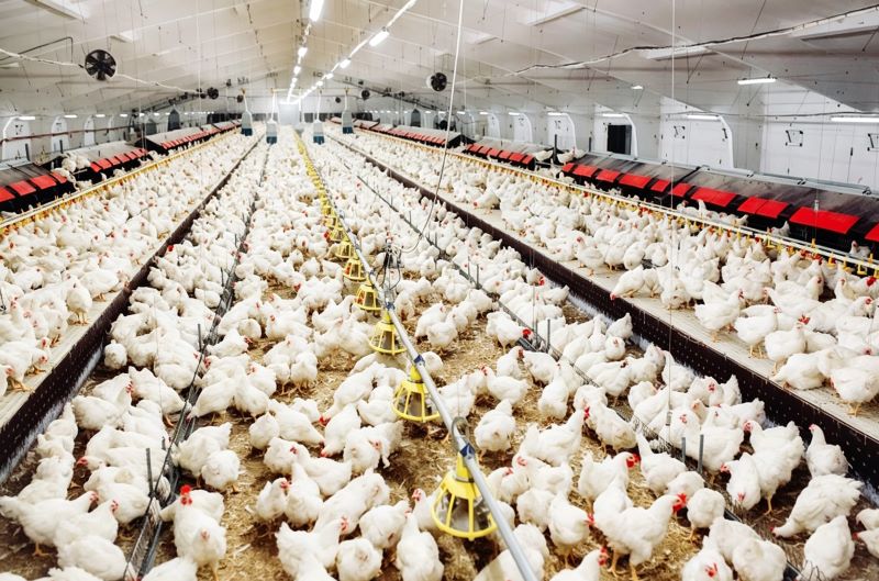 Smart Monitoring Systems in Poultry Farming: Efficiency Improvements and Operational Mechanisms