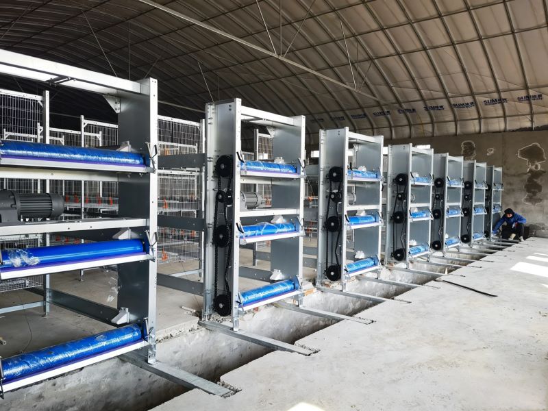 Automatic Manure Removal System ROI Analysis: Labor Cost, Ammonia Control, and Waste Management Comparison Before and After Installation
