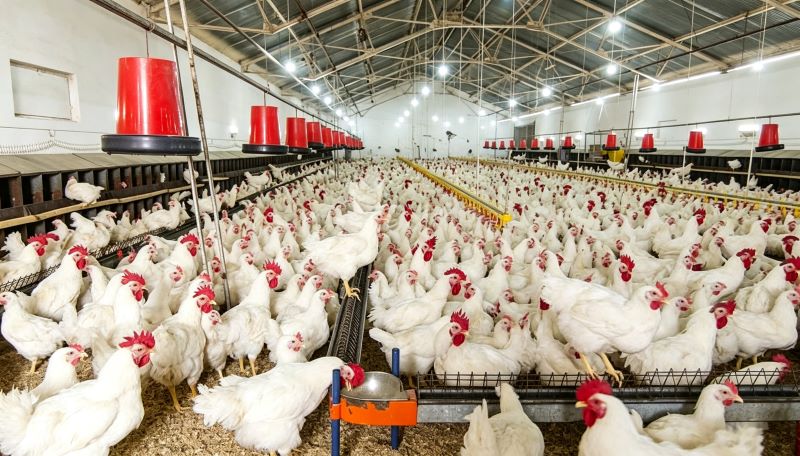 Pan vs. Chain Feeding Systems: Feed Efficiency, Waste Control, and Farm Application