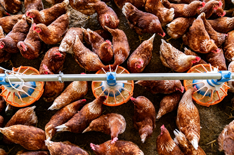 Quantifying Feed Loss in Poultry Farming: Spillage, Spoilage, and Feed Refusal Analysis