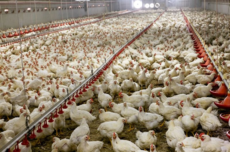 Cage vs. Floor Housing for Poultry Farms: 20 Key Factors to Consider Before Choosing a System