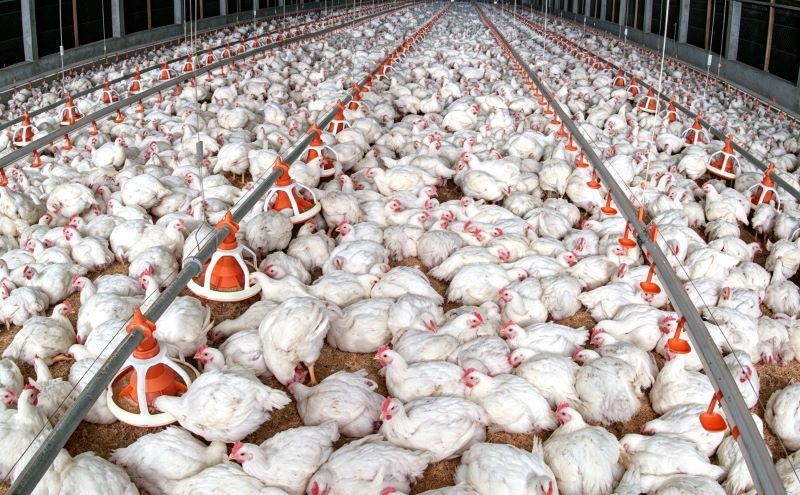 Poultry House Cooling Sequence During Extreme Heat: When to Start Tunnel Fans and Evaporative Cooling Pads
