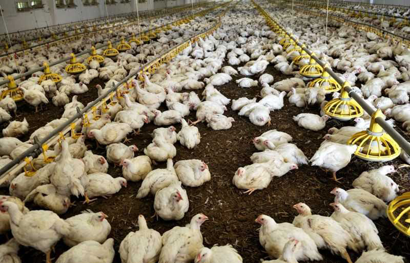 Poultry Farm Automation Trends: Why More Commercial Farms Are Adopting Automated Farming Systems