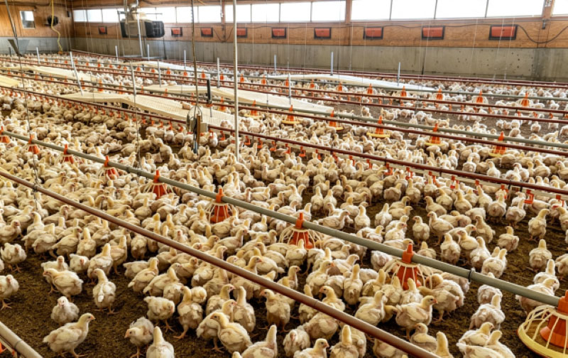El Niño-Based Feed Storage Strategies for Poultry Farms: Preventing Mold Risk Through Climate-Adaptive Management