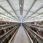 Mold Prevention in Poultry Feeding: How Feed Quality Management Can Reduce Health Risks and Operating Costs
